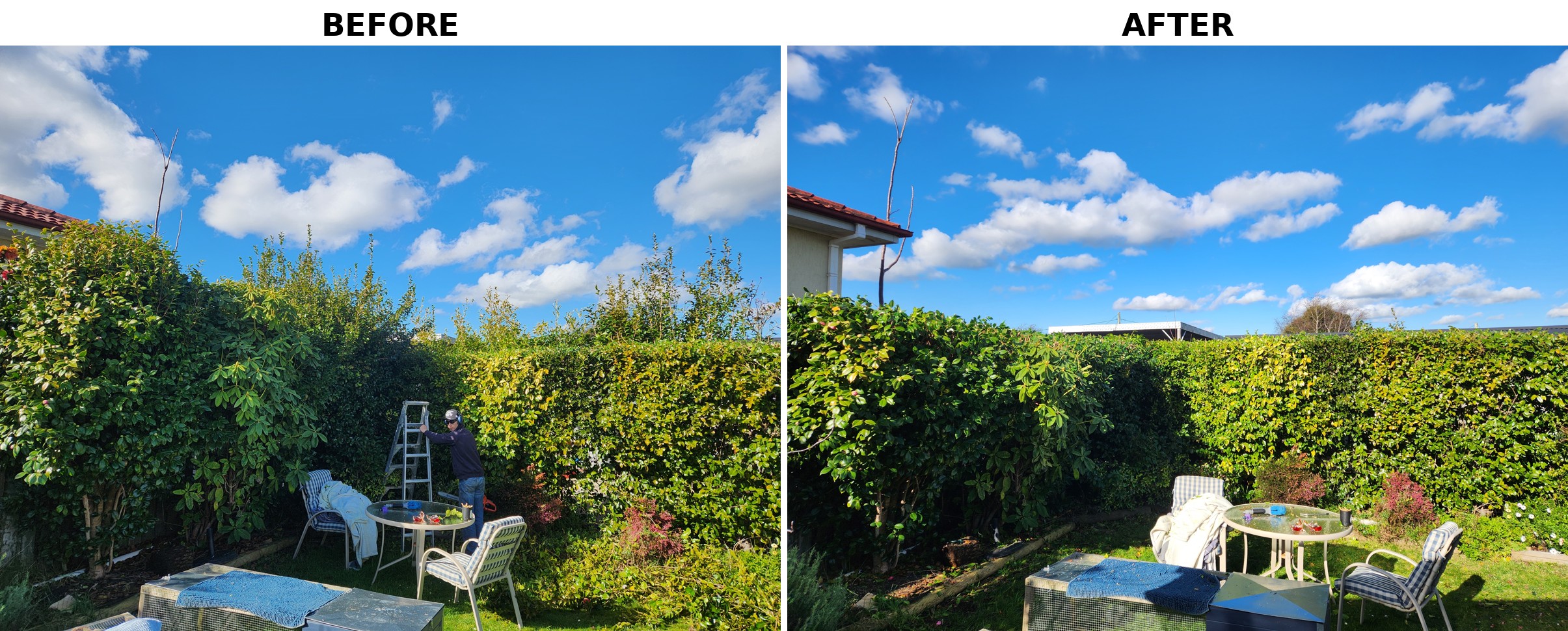 Before and after hedge trimming and shaping in Launceston